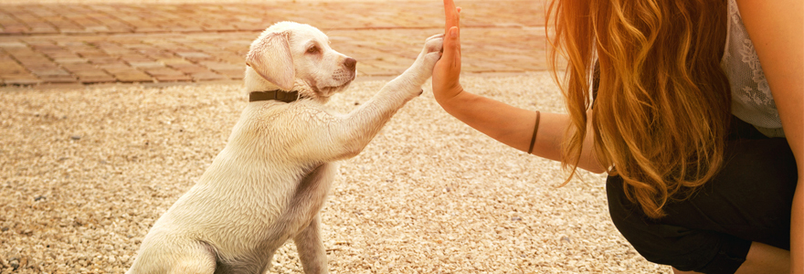formation dressage de chien